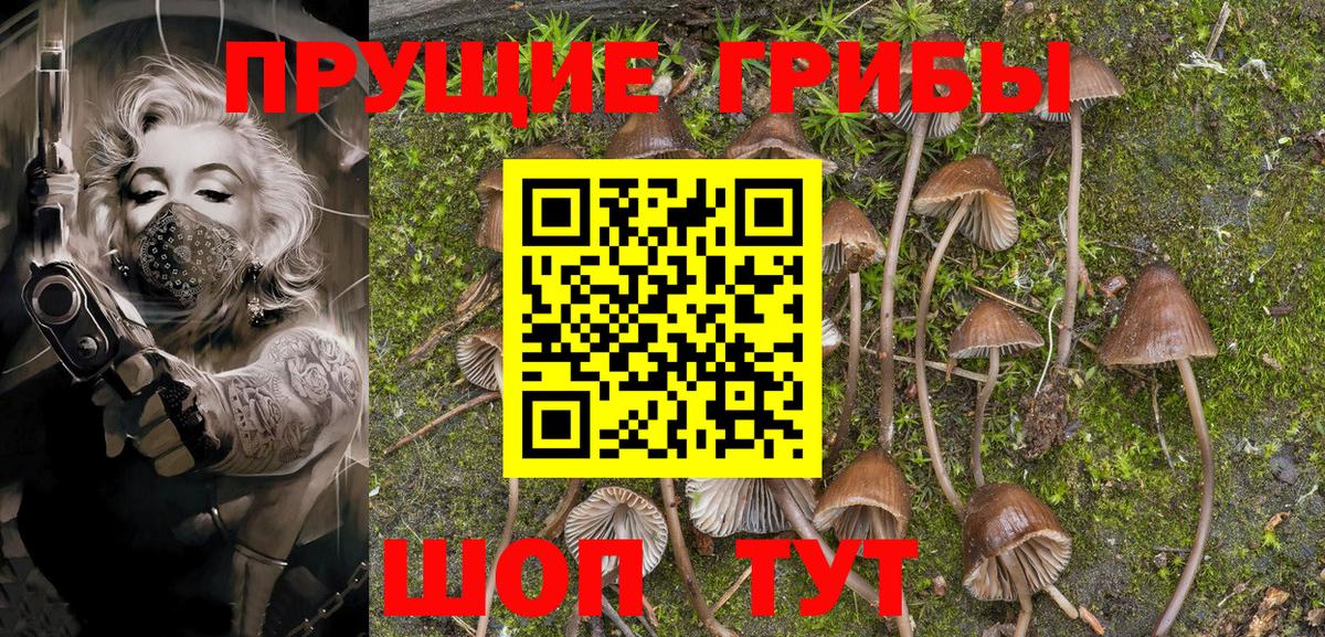 Псилоцибиновые грибы Psilocybine cubensis Елабуга